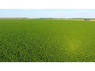 TRACT 2 - ILLINOIS LAND AUCTION - 4,810+/- ACRES OFFERED IN 85 TRACTS IN FRANKLIN, WILLIAMSON, HAMILTON & SALINE COUNTIES, ILLINOIS
